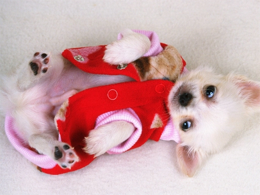 Lovely Puppy Slide